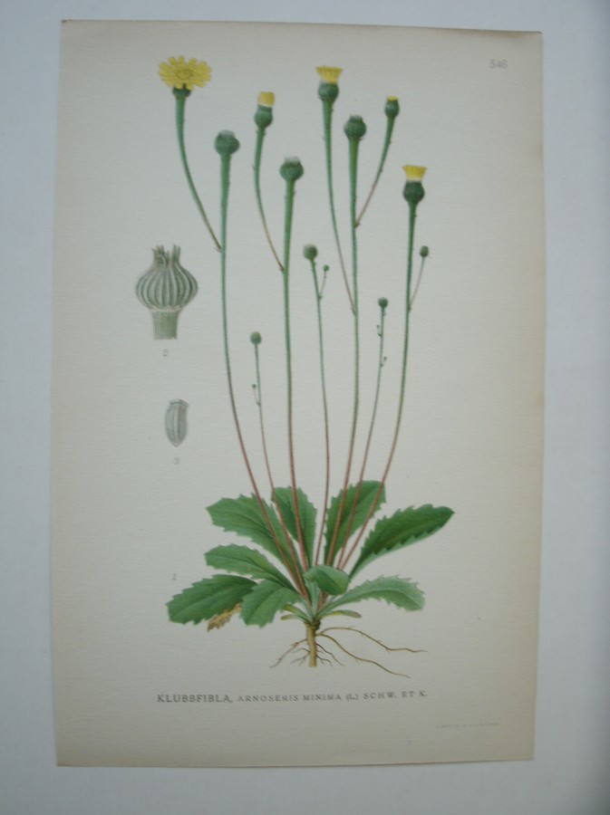 antique print (prent) - Klubbfibla, arnoseris minima (l.) schw. et k.