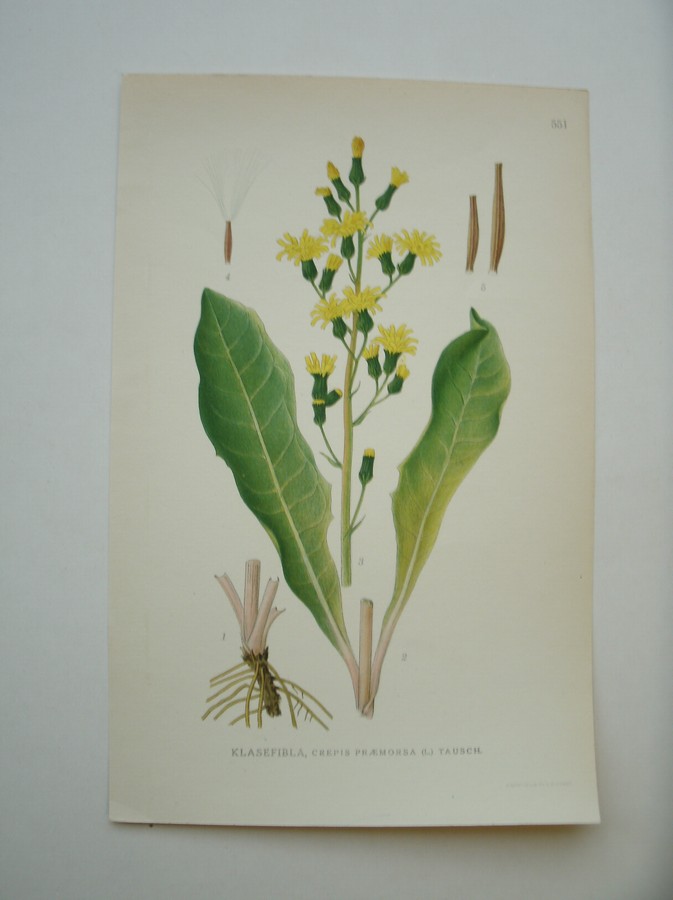antique print (prent) - Klasefibla, crepis praemorsa (l.) tausch.
