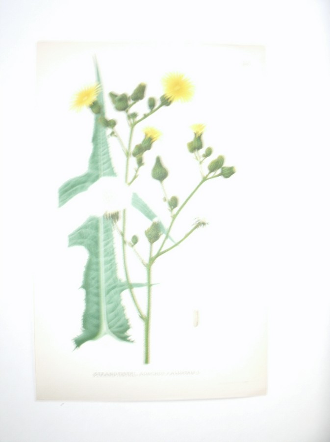antique print (prent) - Strandtistel, sonchus palustris l. (Moerasmelkdistel).