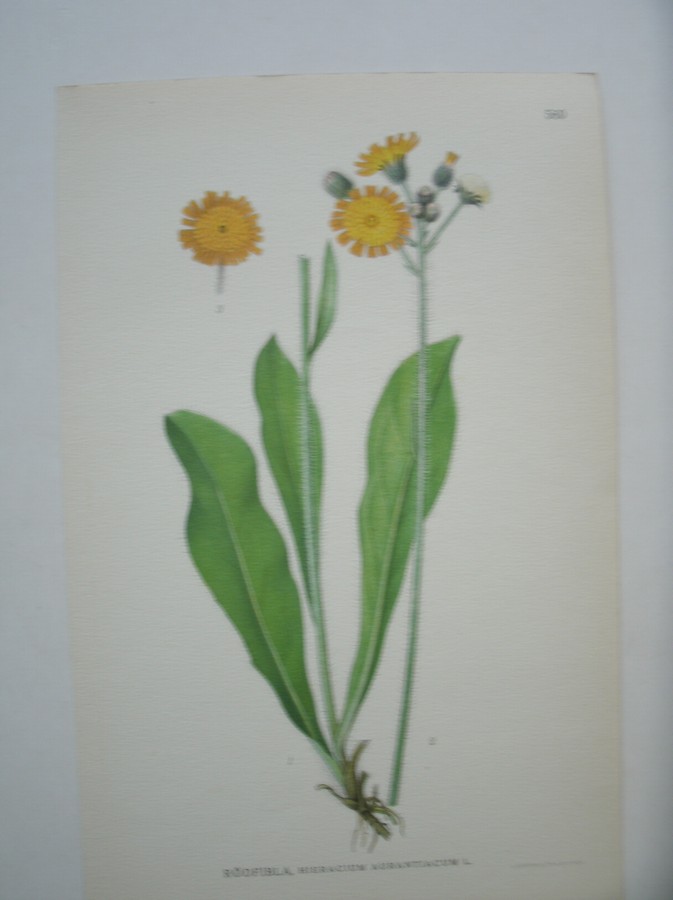 antique print (prent) - Rodfibla, hieracium aurantiacum l.