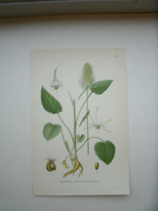 antique print (prent) - Rapunkel, phyteuma spicatum l.