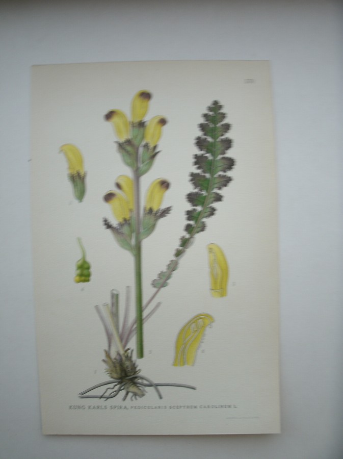 antique print (prent) - Kung Karls spira, pedicularis sceptrum carolinum l.