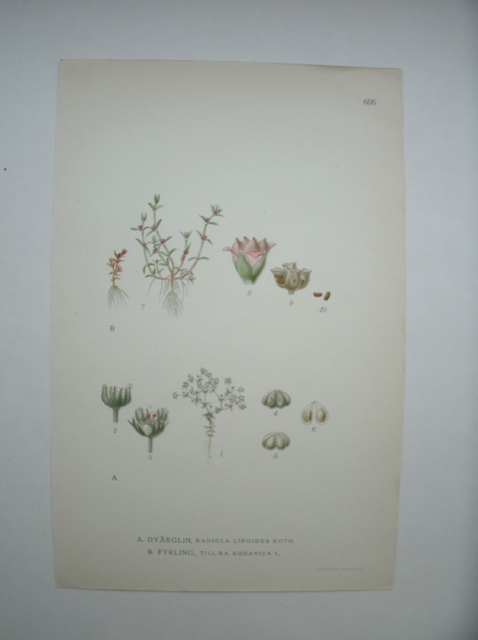 antique print (prent) - Dvarglin, radiola linoides roth. Fyrling, tillaea aquatica l. (Dwergvlas).