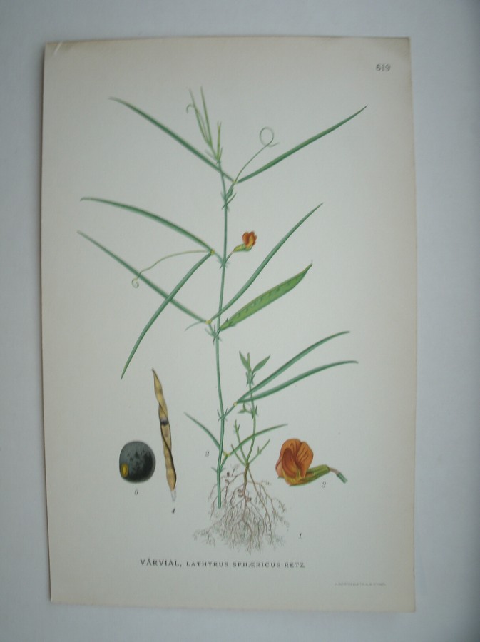 antique print (prent) - Varvial, lathyrus sphaericus retz.