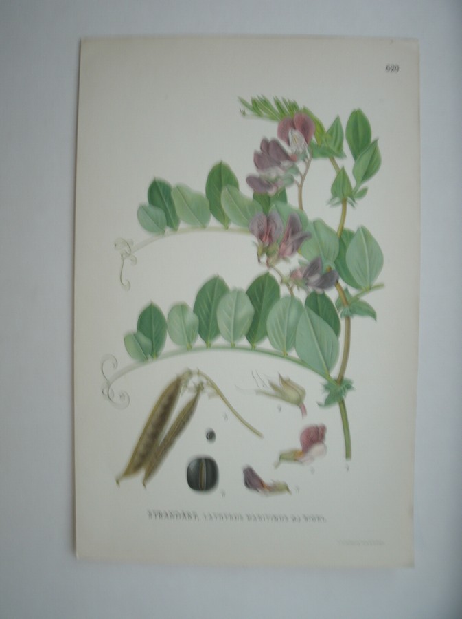 antique print (prent) - Strandart, lathyrus maritimus (l.) bigel.