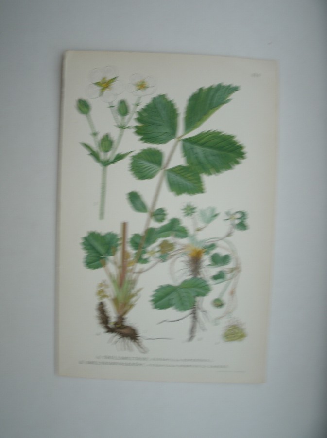 antique print (prent) - Trollsmultron, potentilla rupestris l. Smultronfingerort, potentilla sterilis (l.) garcke.