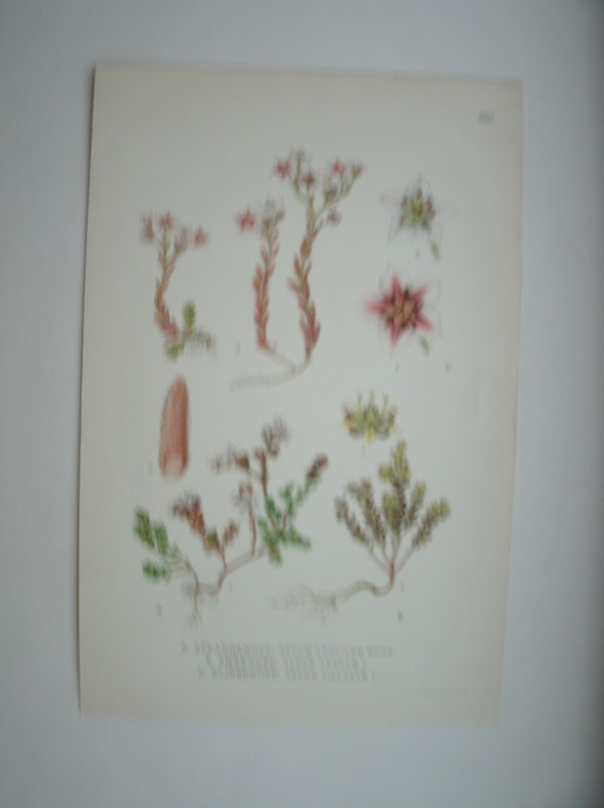 antique print (prent) - Strandknopp, sedum anglicum huds. Smaknopp, sedum annuum l. Klibknopp, sedum villosum l.