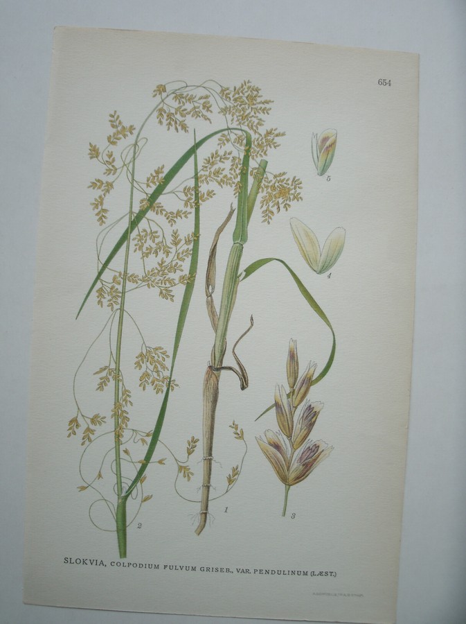 antique print (prent) - Slokvia, colpodium fulvum griseb., var. pendulinum (l.aest.).