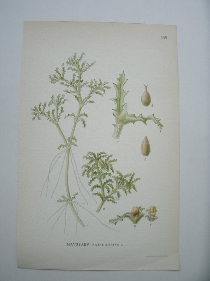 antique print (prent) - Havssarv, najas marina l. (Groot Nimfkruid)