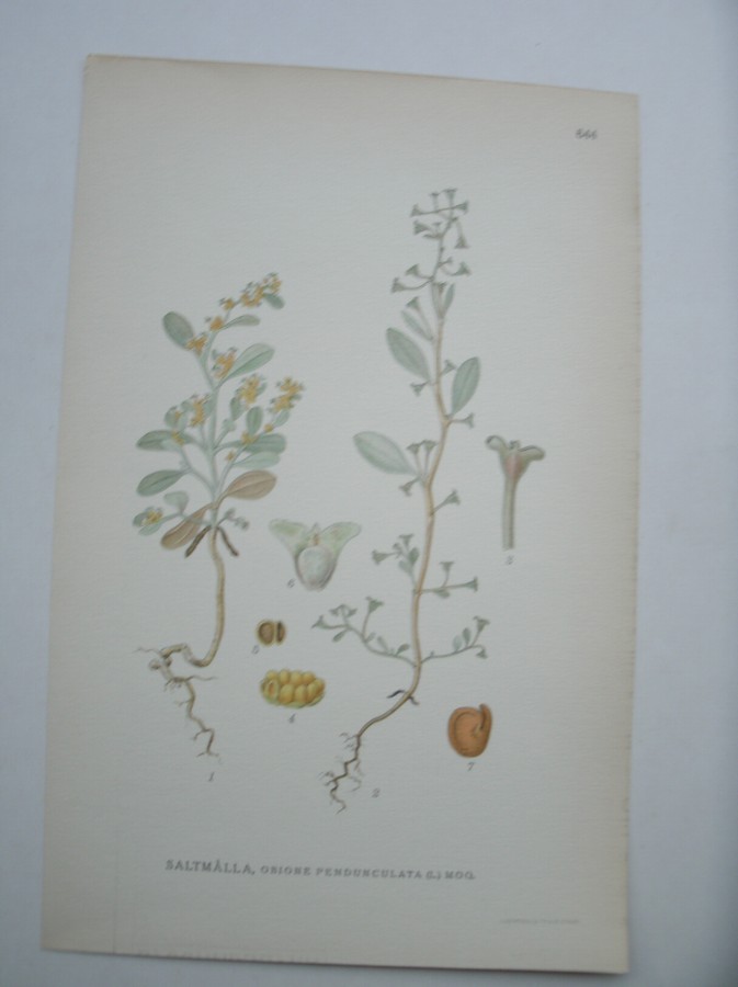 antique print (prent) - Saltmalla, obione pendunculata (l.) moq.