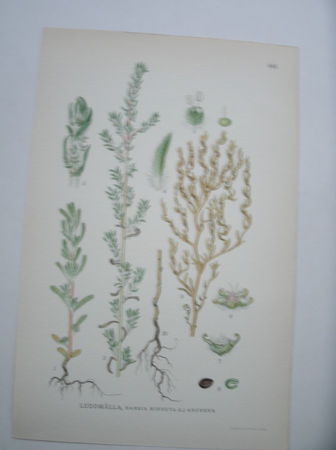 antique print (prent) - Luddmalla, bassia hirsuta (l.) aschers.