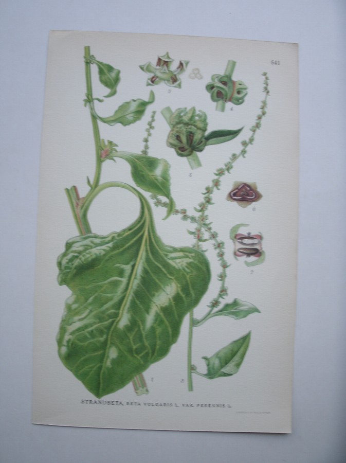 antique print (prent) - Strandbeta, beta vulgaris l. var. perennis l.