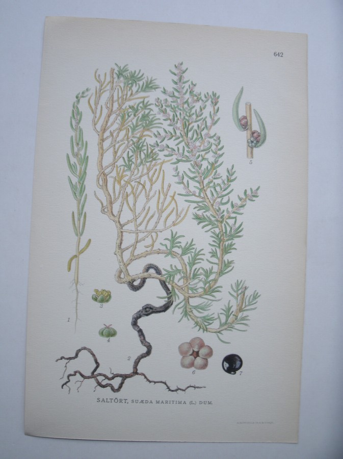 antique print (prent) - Saltort, suaeda maritima (l.) dum.