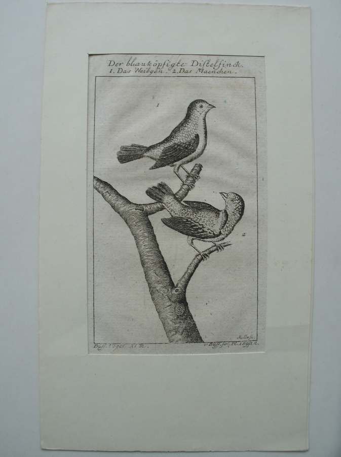 antique bird print. - Der Blaukopfigte Distelfinck. Das Weibgen. Das Maenchen.