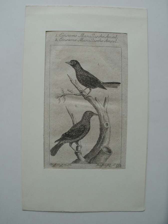 antique bird print. - Einsame Manillische Amsel.