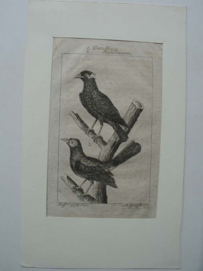 antique bird print. - Der Mino. Kahlbacken.