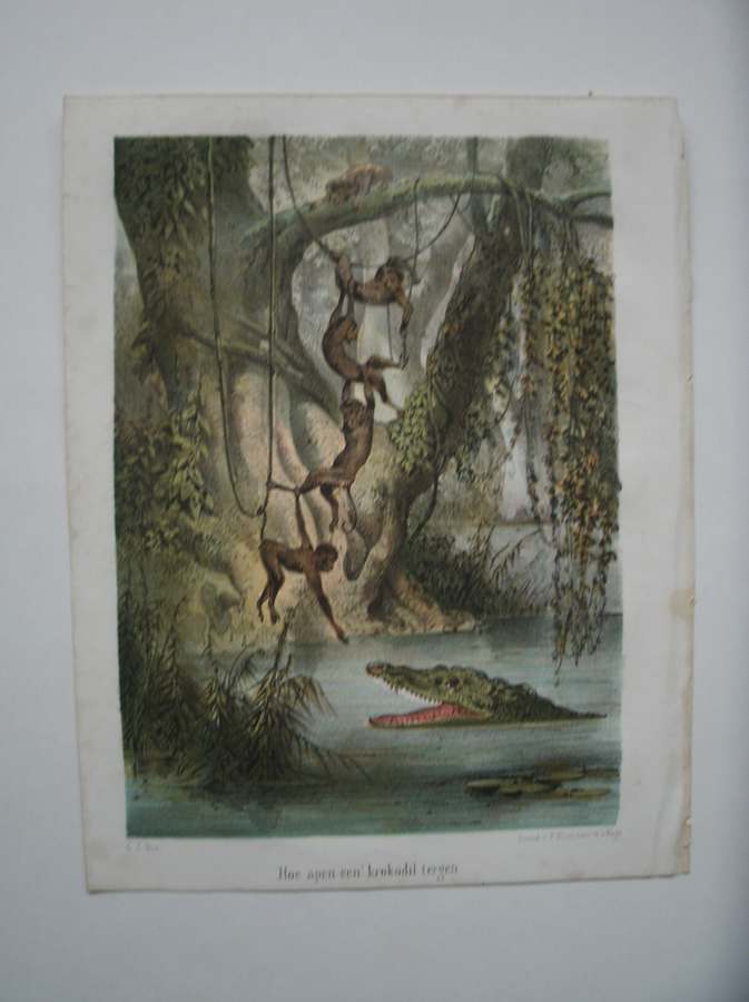 antique print (prent) - Hoe apen een krokodil tergen.