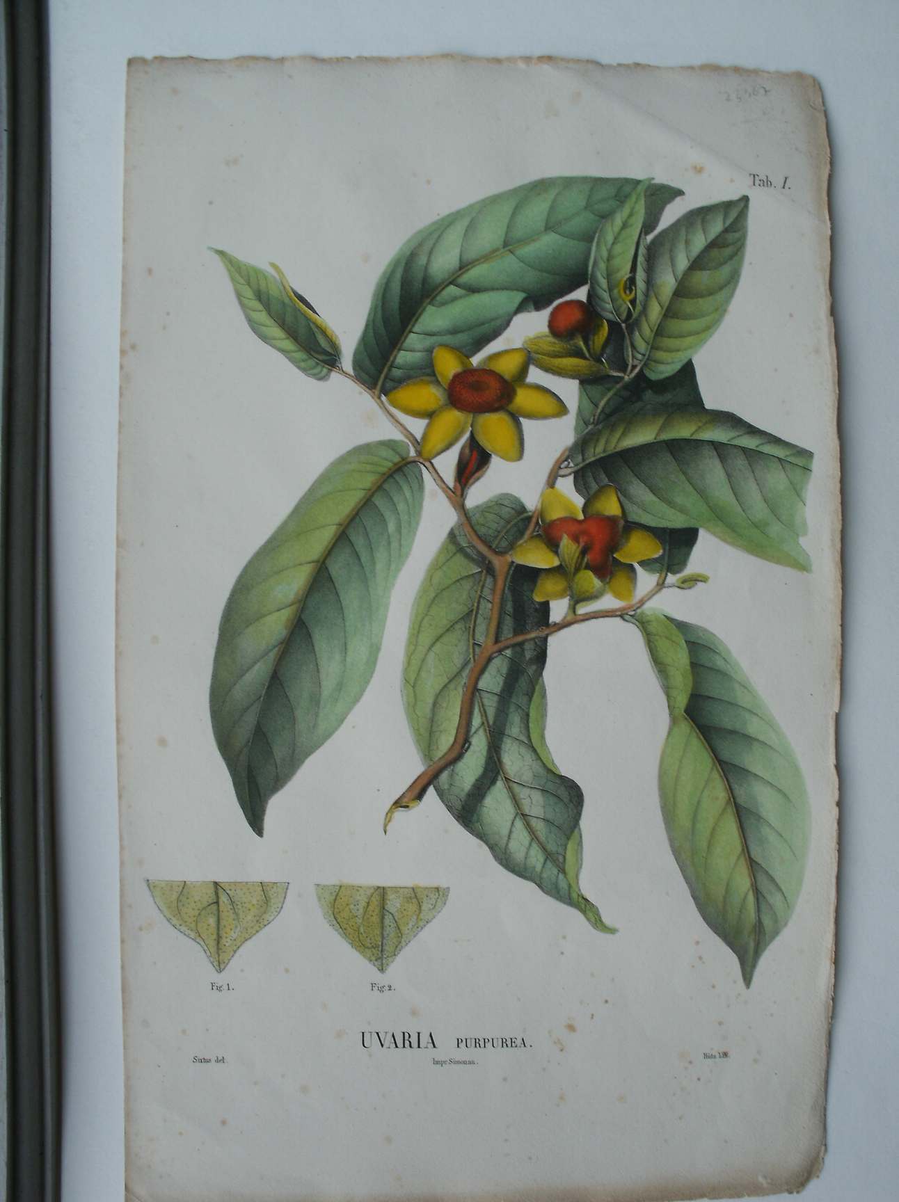 antique print (prent) - Uvaria Purpurea.