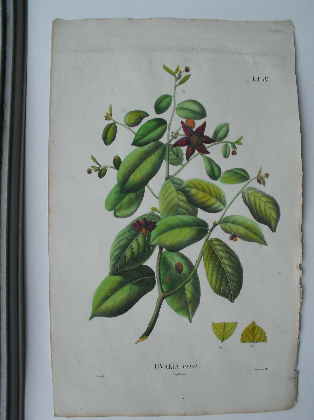 antique print (prent) - Uvaria Javana.