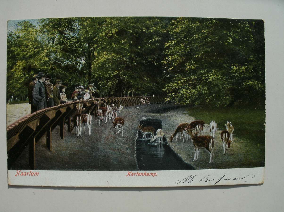postcard. ansichtkaart. postkarte. - Haarlem. Hertenkamp.