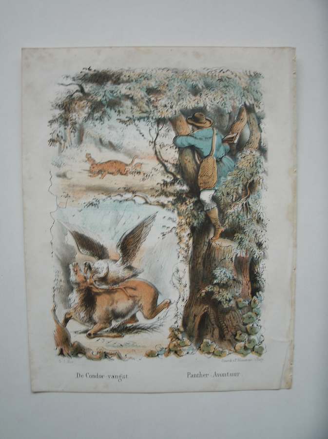 antique print (prent) - De condor vangst. Panther avontuur.