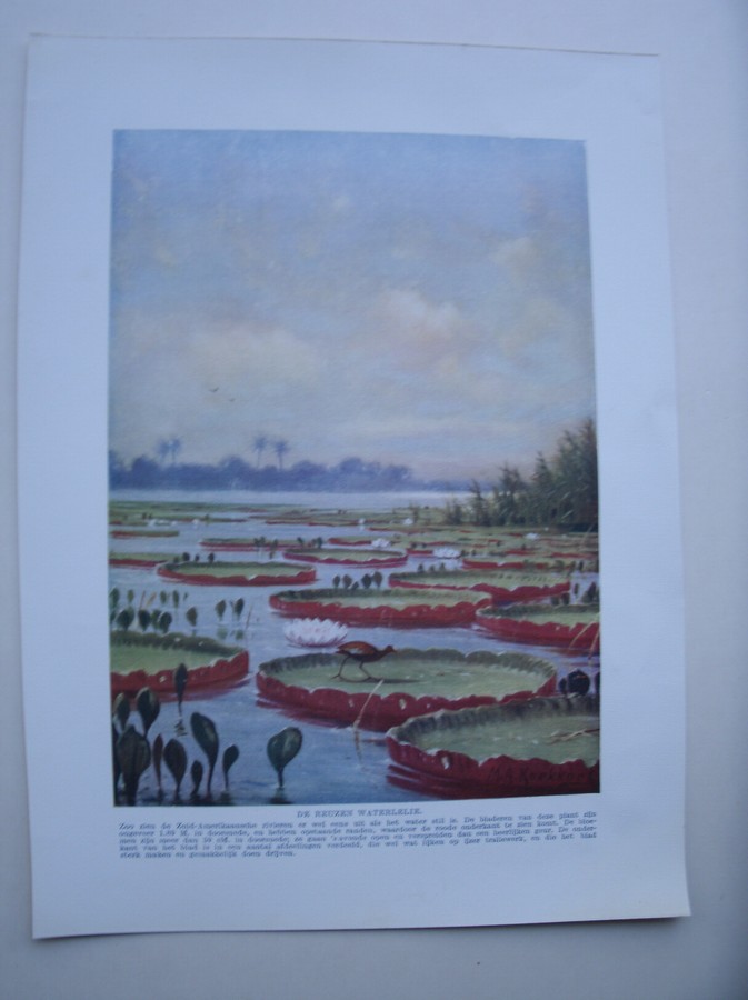 antique print (prent) - De reuzen waterlelie.