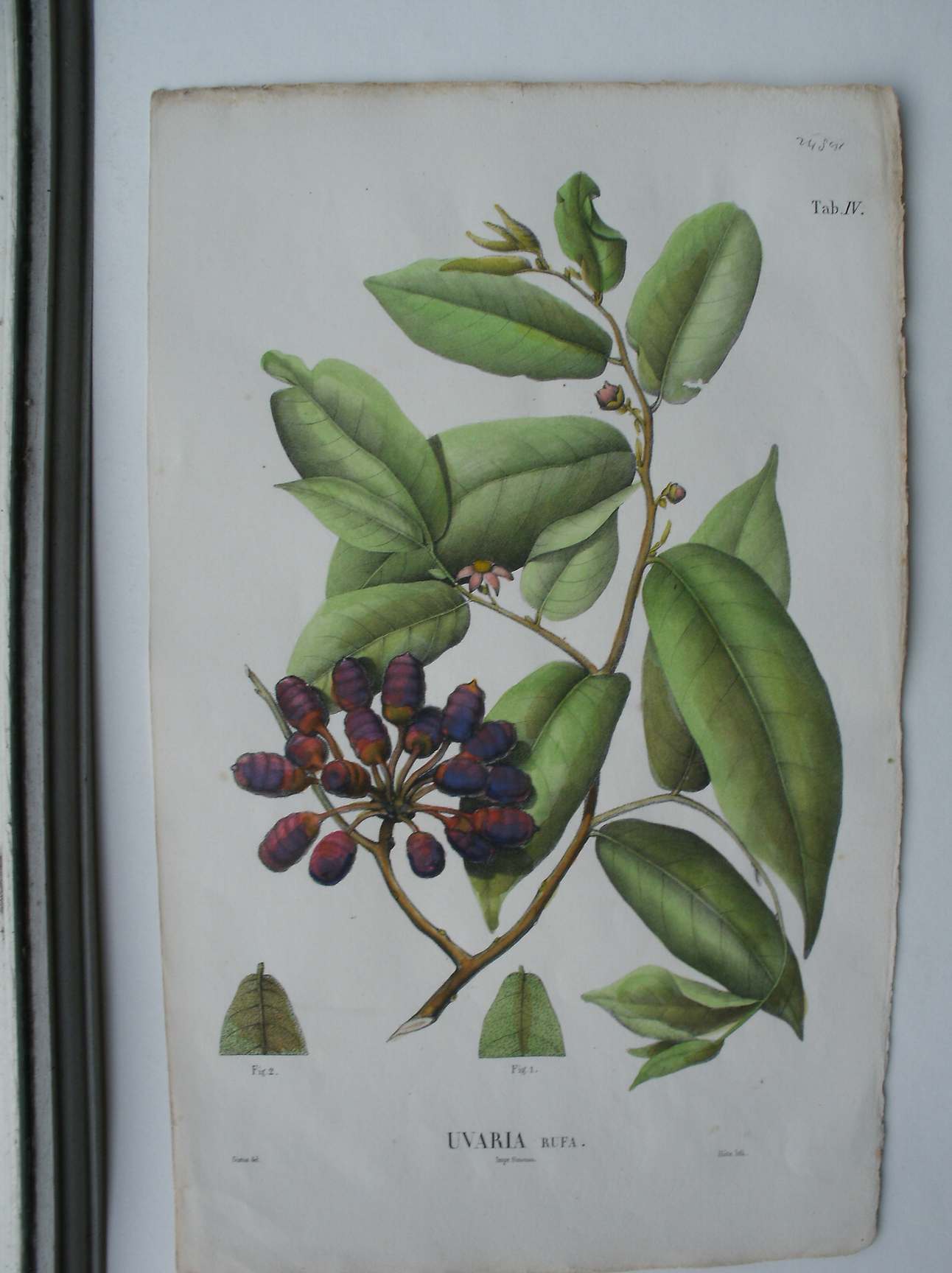 antique print (prent) - Uvaria Rufa.