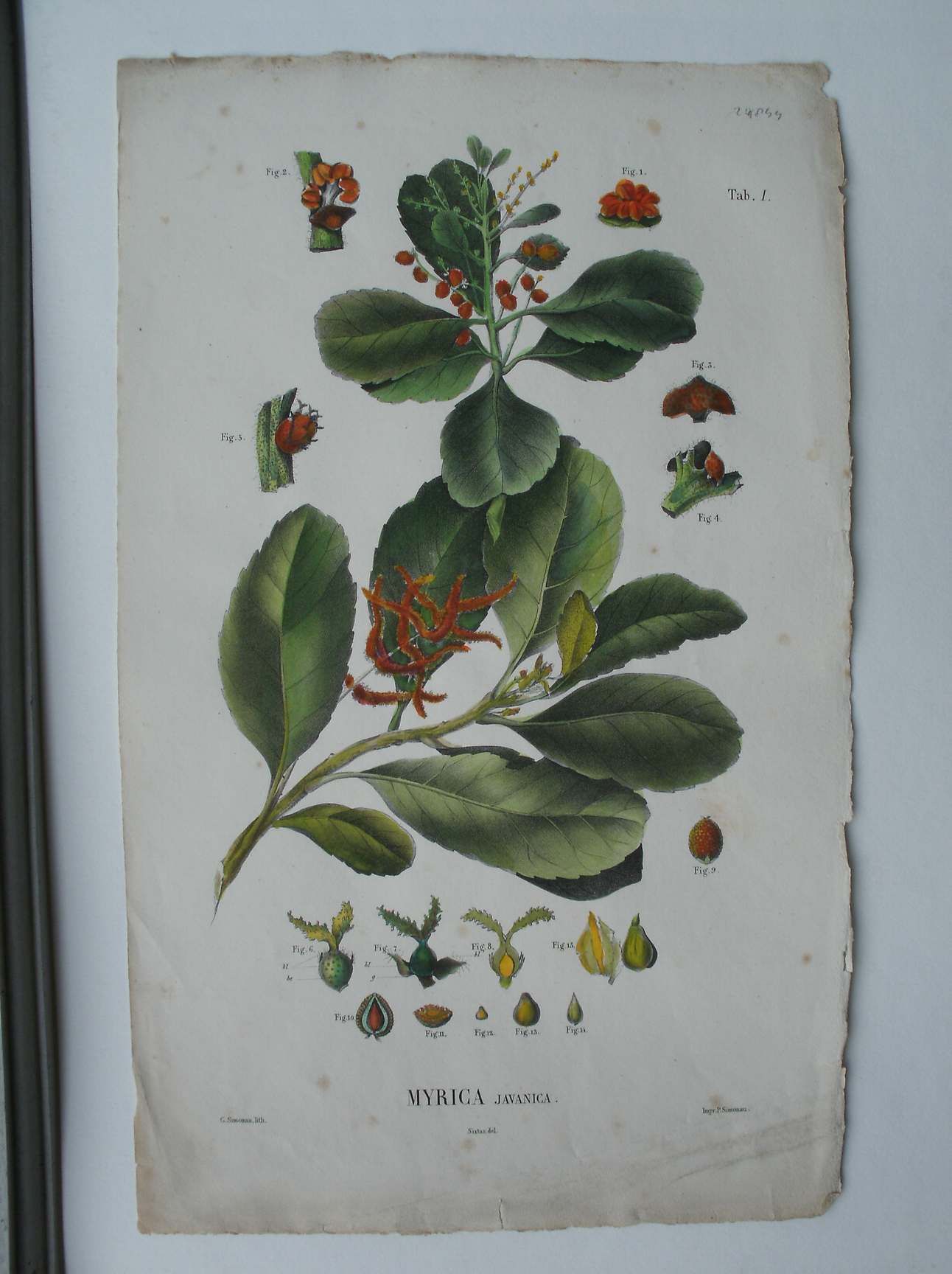 antique print (prent) - Myrica Javanica.