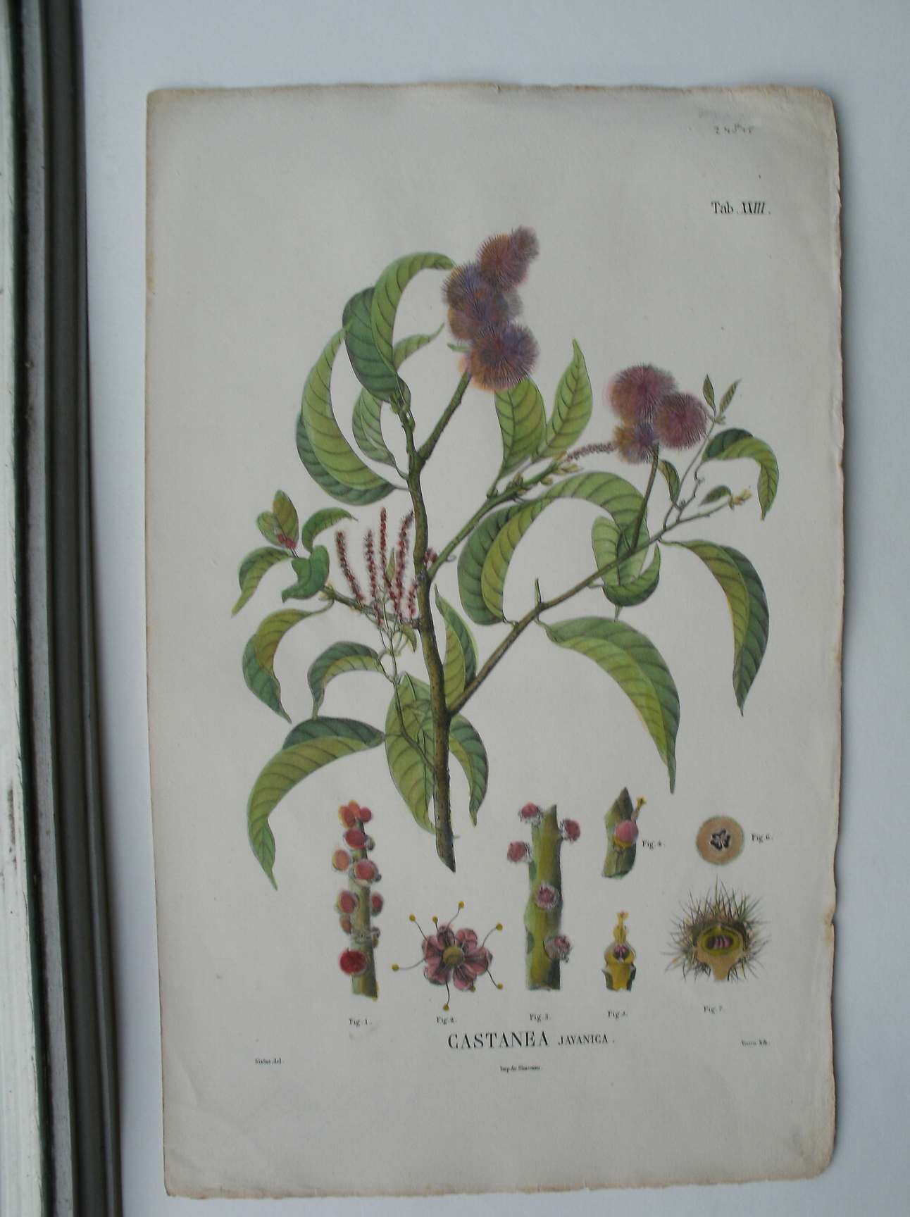 antique print (prent) - Castanea Javanica.