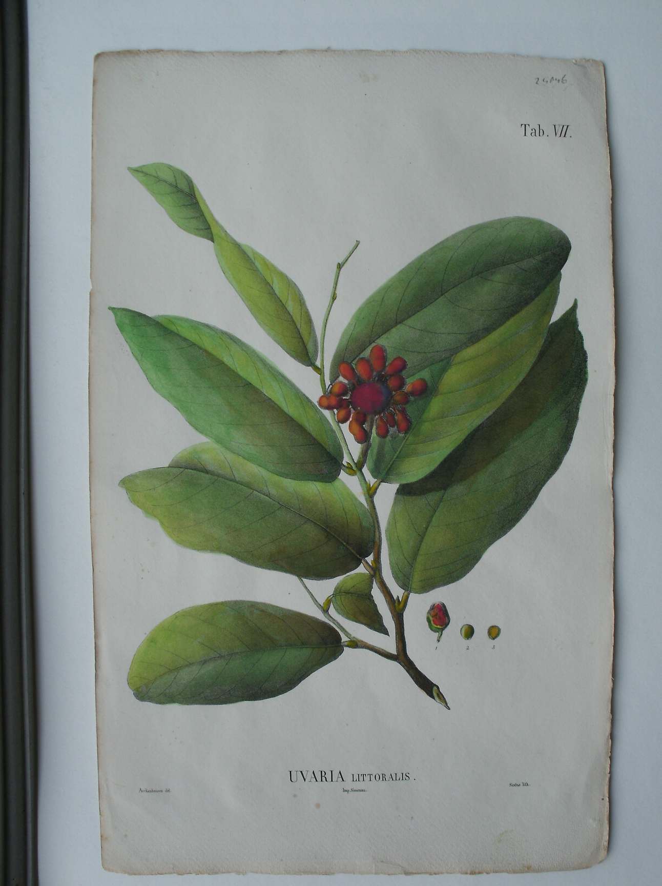 antique print (prent) - Uvaria Littoralis. (Pepisang).