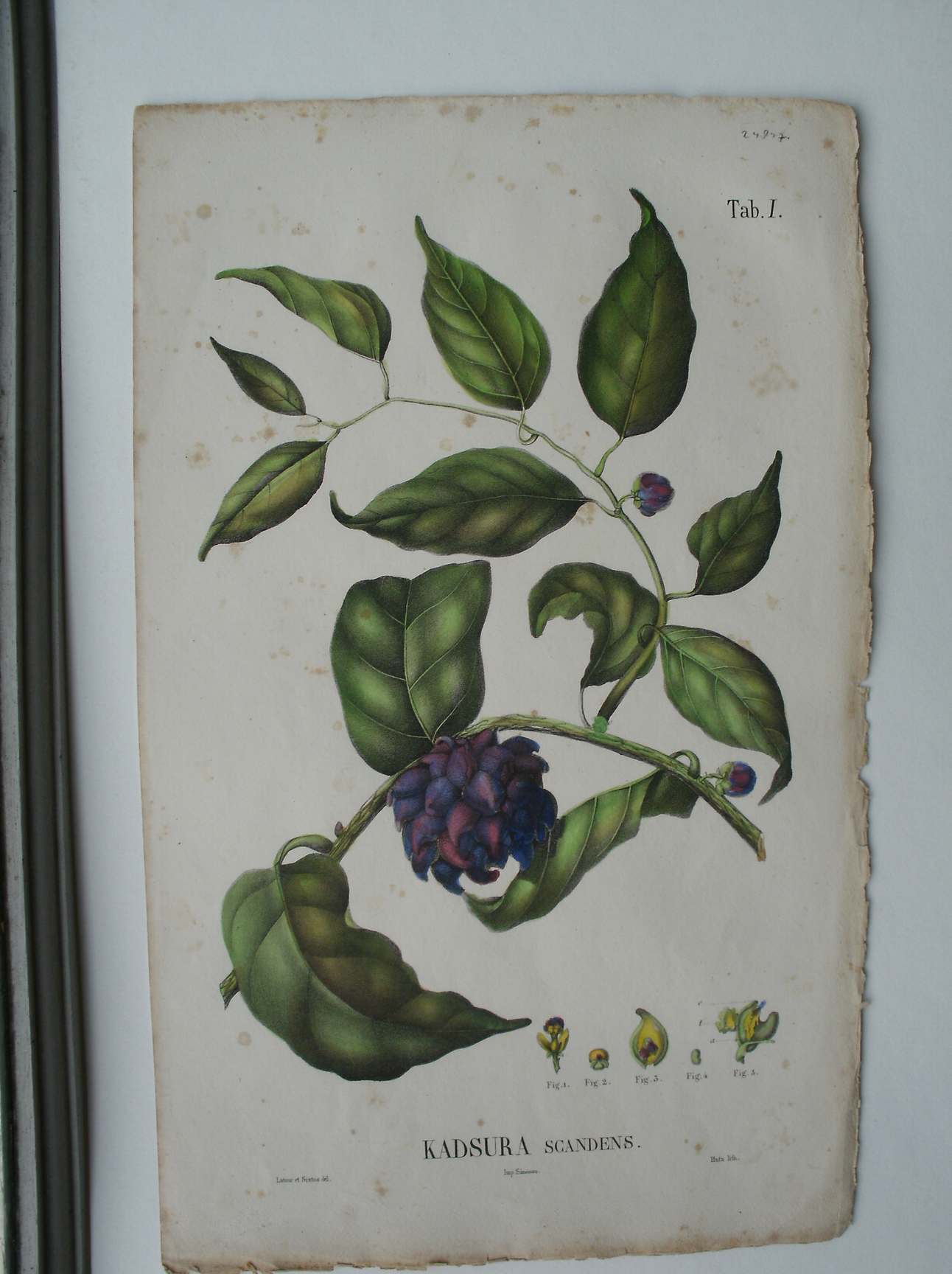 antique print (prent) - Kadsura Scandens.