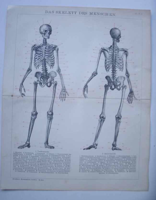 antique print. - Das Skelett des Menschen.