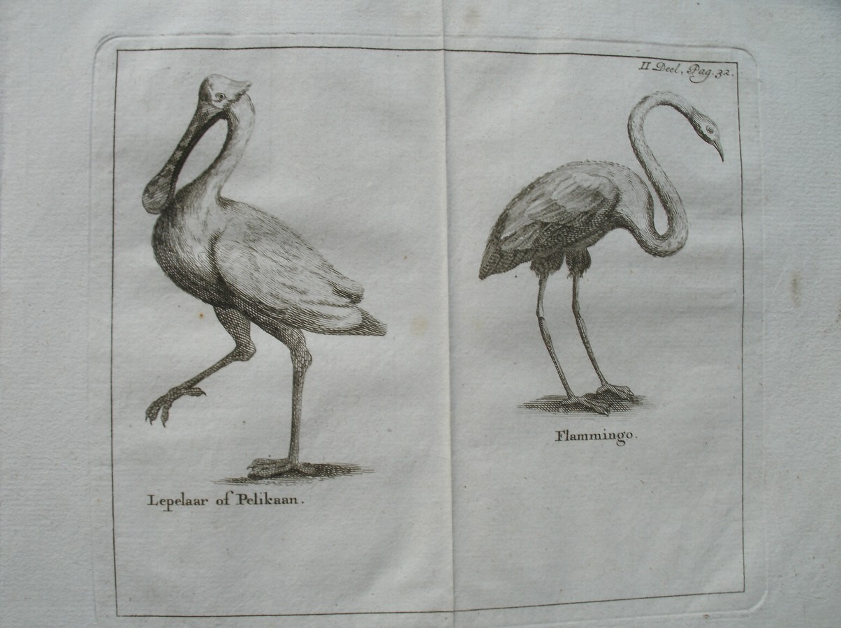 antique print (prent) - Lepelaar of Pelikaan. & Flammingo. (Flamingo).