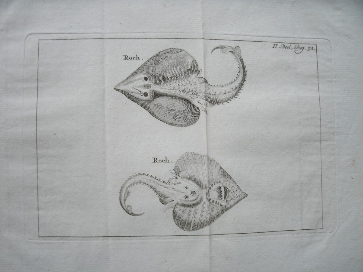 antique print (prent) - Roch. (Rog).
