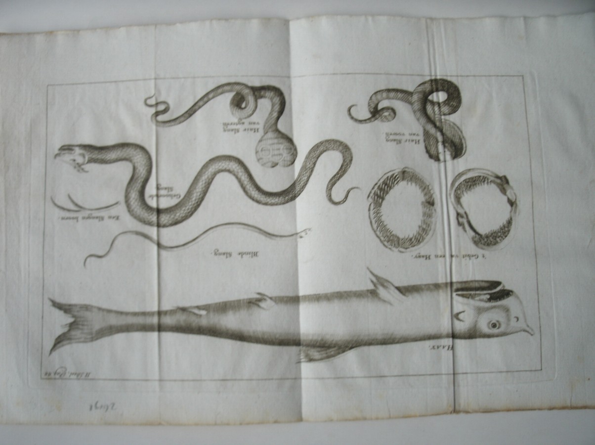 antique print (prent) - Haay (Haai). Blinde slang. Hair slang. Gehoornde slang. Blinde slang.
