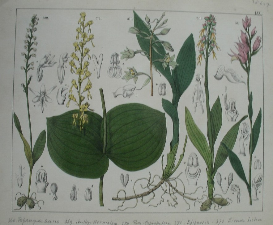 antique print (prent). - Popdragende Aceras, Knollige Herminium, Rode Cephalantera, Epipactis, Eironde Listera.