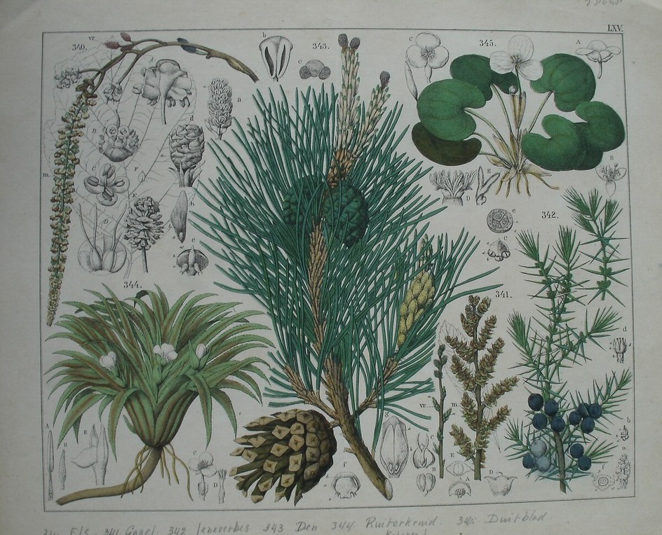 antique print (prent). - Els, Gagel, Jeneverbes, Den, Ruiterkruid, Duitblad.