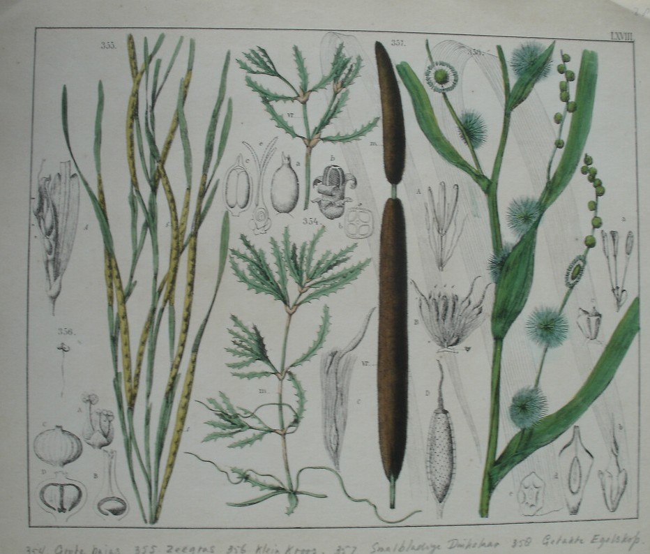antique print (prent). - Grote najas, zeegras, klein kroos, smalbladige duikelaar, getakte ezelskop.