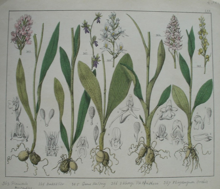 antique print (prent). - piramidale anacamptis, naaktklier, groene holtong, 2 bladige plantanthera, vliegdragende orchis.