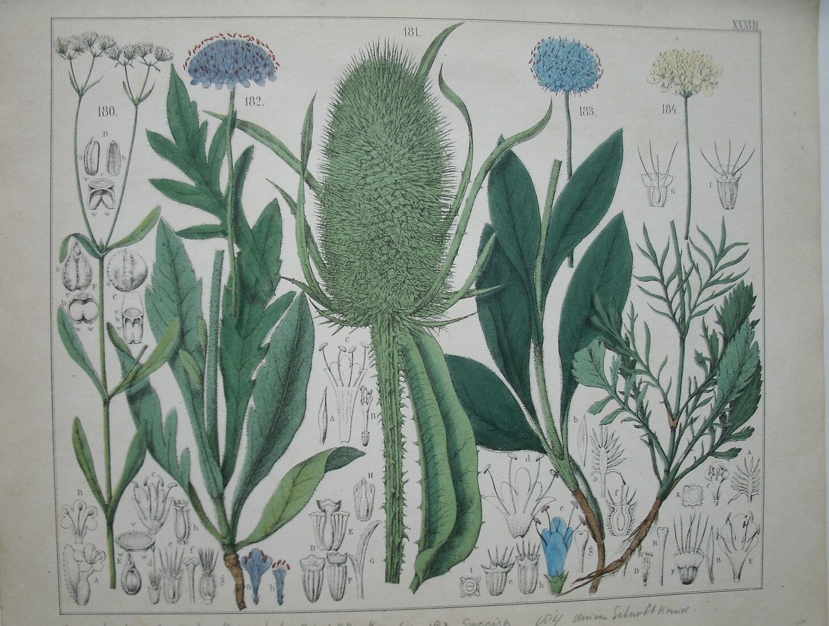 antique print (prent). - Veldsla, wilde kaardebol, akker knantia, succisa pratensis, schurftkruid.
