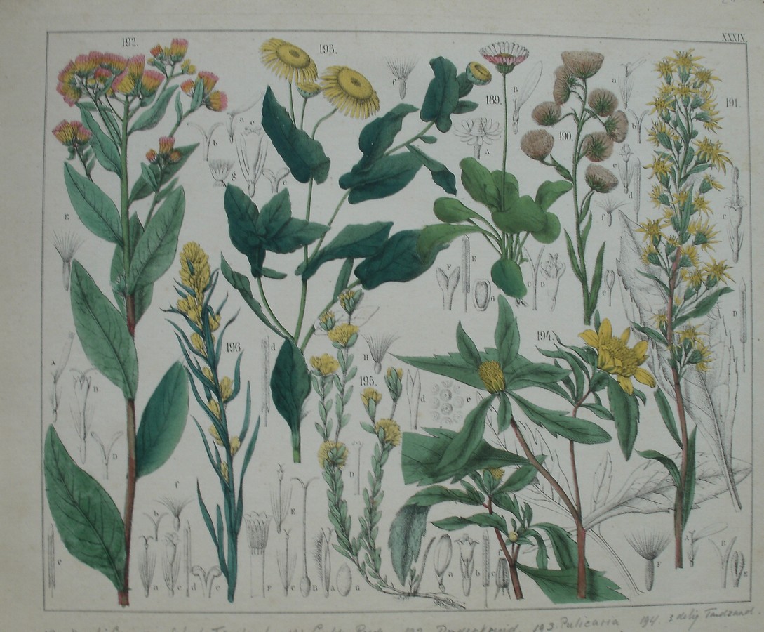 antique print (prent). - Madeliefje, scherpe fijnstraal, gulden roede, donderkruid, pulicatia dysenterica, 3 delig tandzaad, Roerkruid.