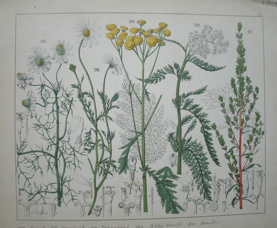 antique print (prent). - Bijvoet, wormkruid, duizendblad, akkerkamille, kamille.