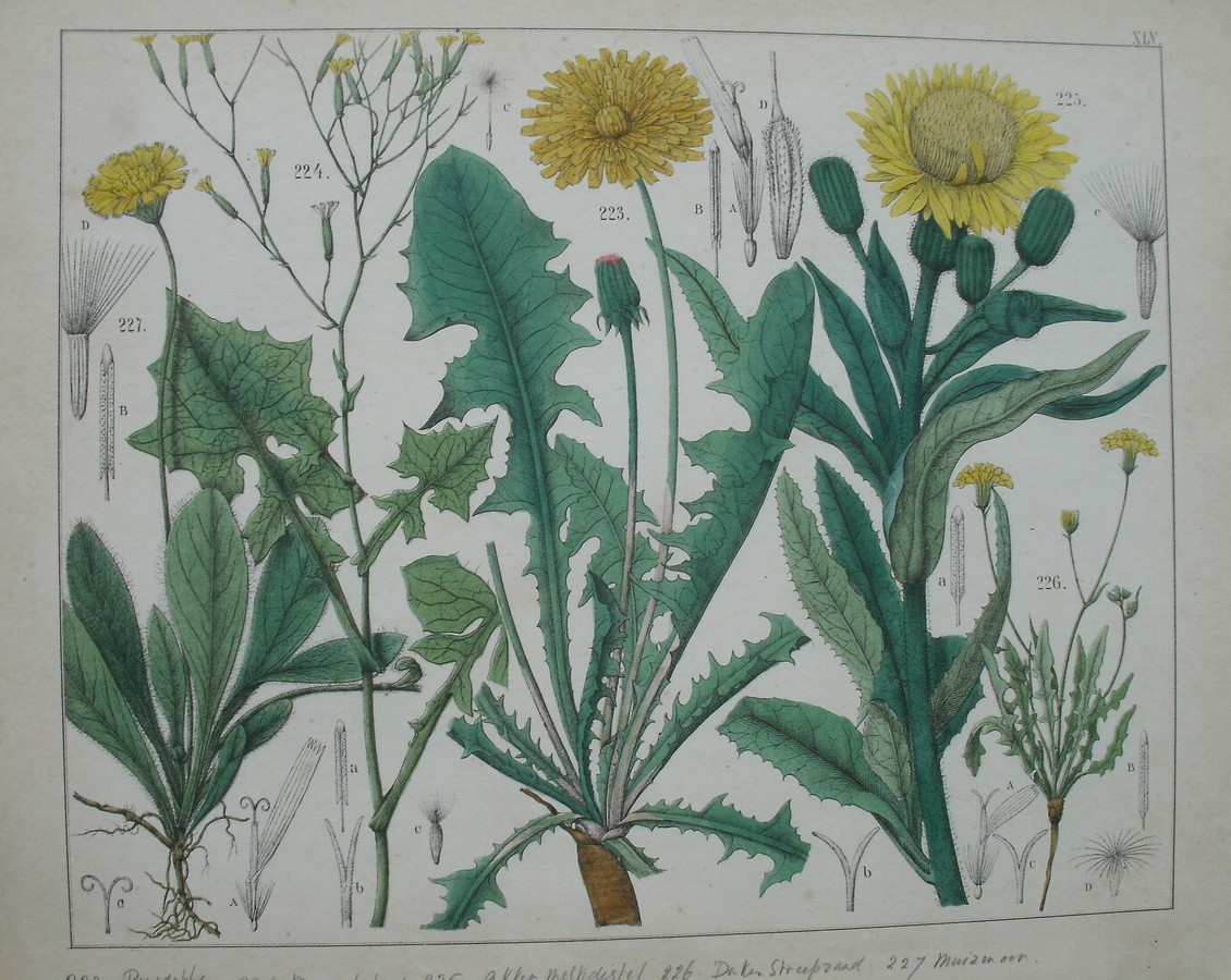 antique print (prent). - Paardebloem, muurlatuw, akker melkdistel, daken streepzaad, muizenoor.