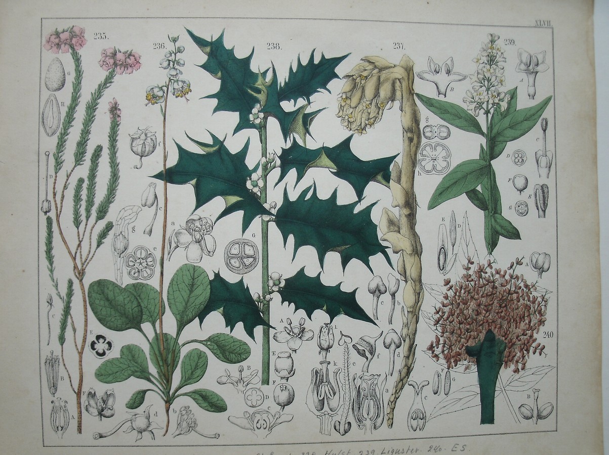 antique print (prent). - Struikheide, rondbladig wintergroen, stofzaad, hulst, liguster, es.