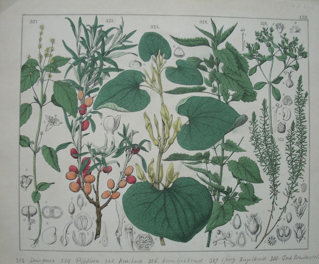 antique print (prent). - Duindoorn, pijpbloem, kraaiheide, kroontjeskruid, bingelkruid, brandnetel.