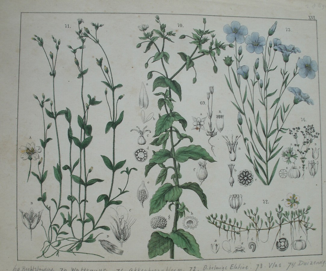 antique print (prent). - Rechtstandige moenchia, watermuur, akkerhoornbloem, 8 helmige elatine, vlas, duizendgraan.