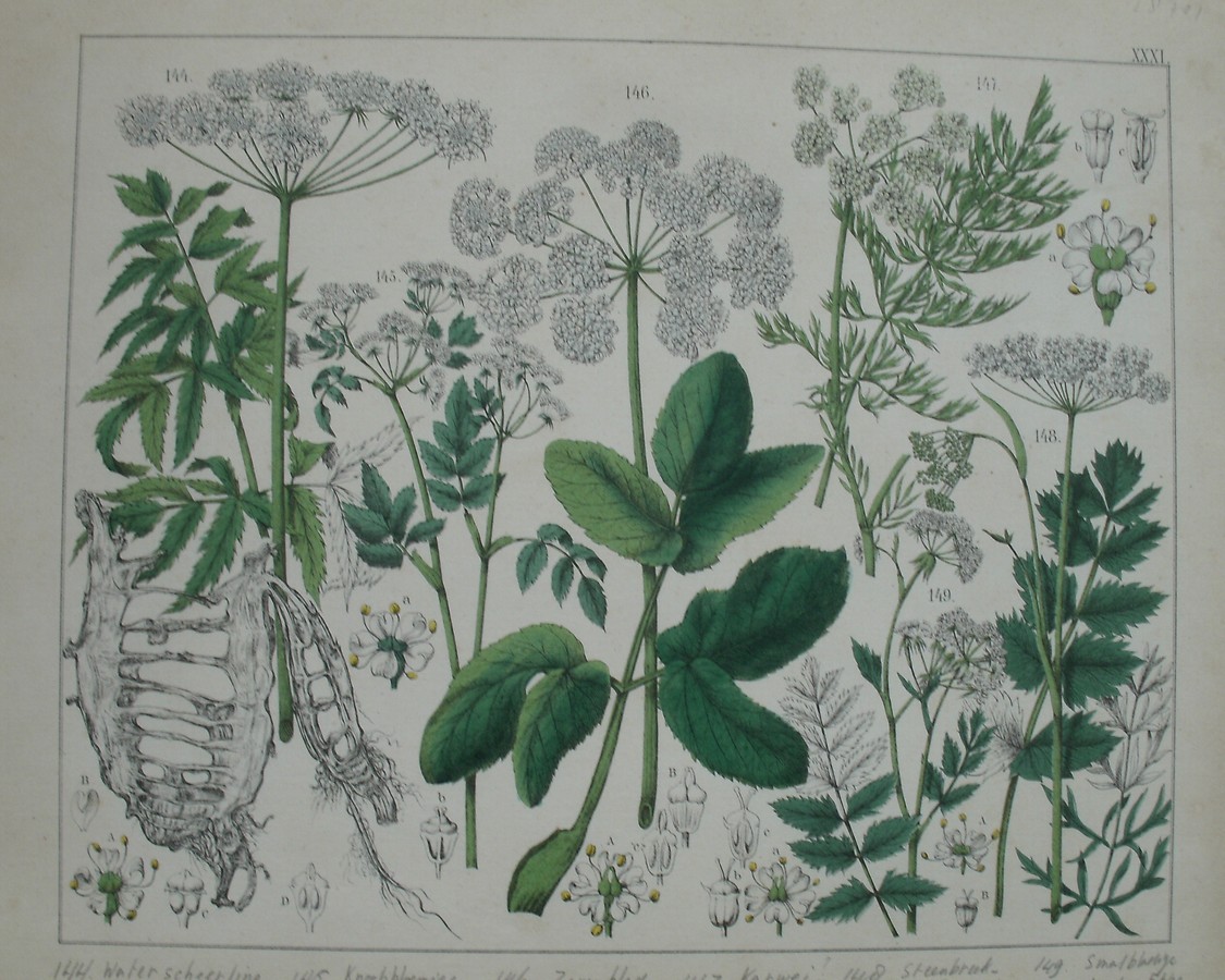 antique print (prent). - Water scheerling, Knoopbloemige watereppe, zevenblad, karwij, bevernel, smalbloemige watereppe.