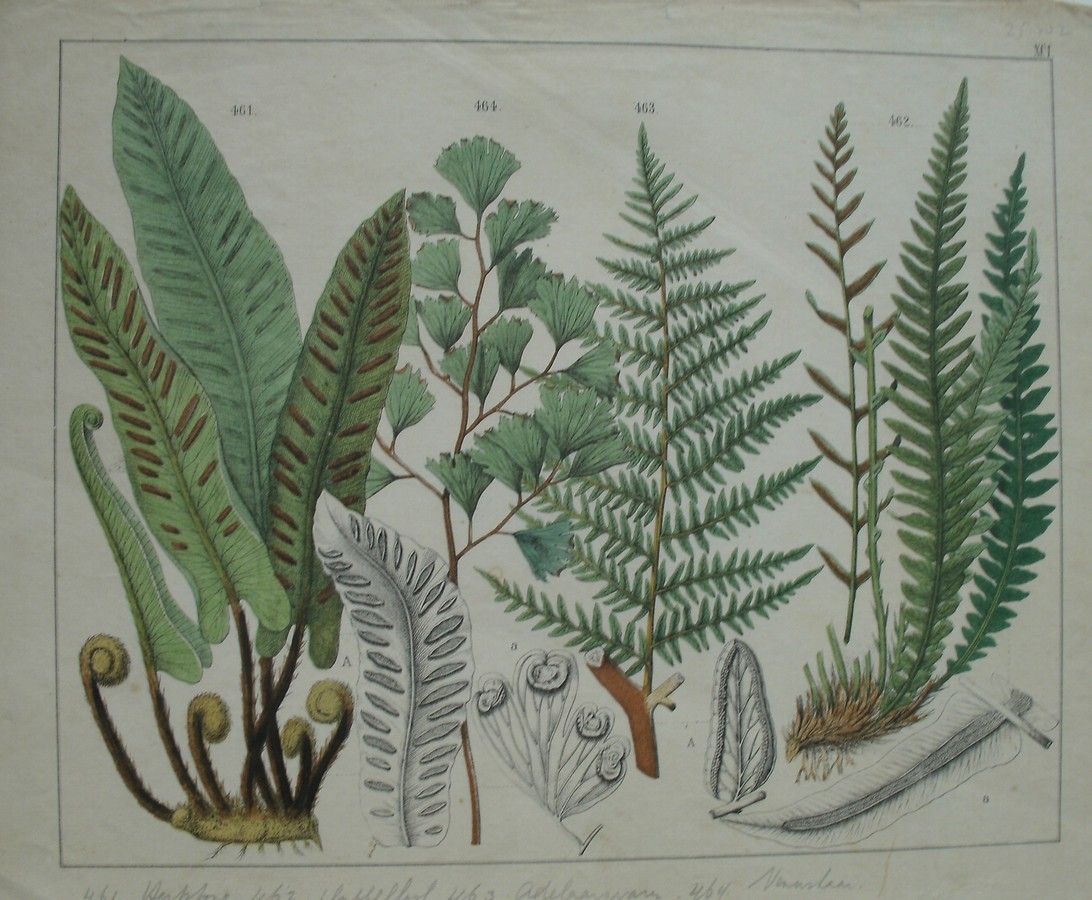 antique print (prent). - Hertstong, adelaarsvaren, etc.