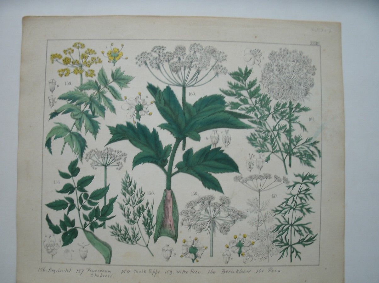 antique print (prent). - Engelwortel, peucedaum chabraei, melk eppe, witte peen, berenklauw, peen.