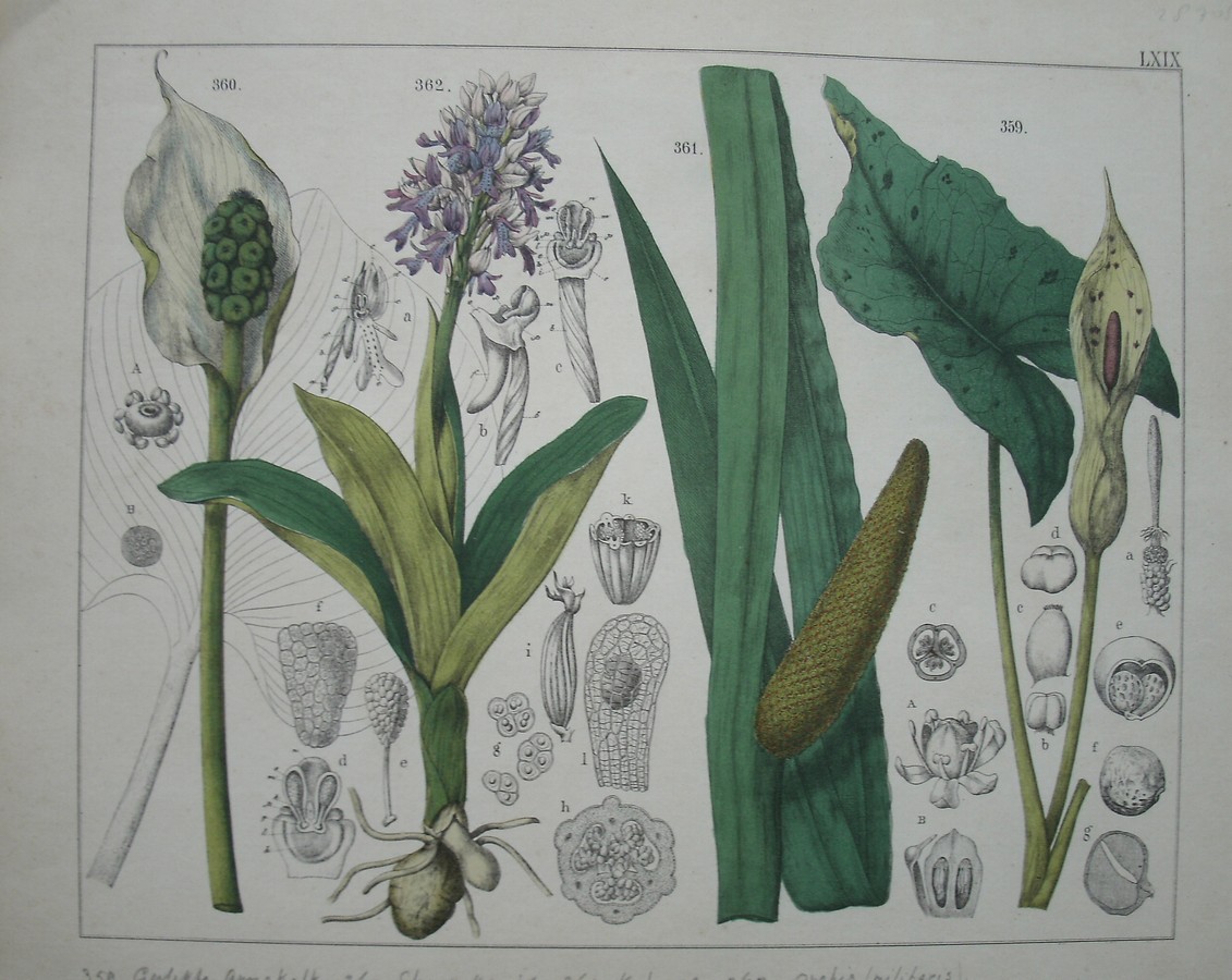 antique print (prent). - Gevlekte aronskelk, slangenkruid, kalmoes, orchis militaris.